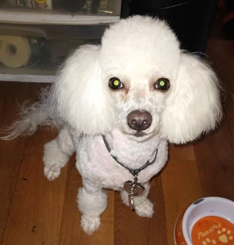 Paradise hotsell 4 pets
